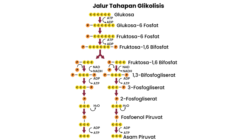 png_qqt25f_9036-8917995