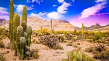 adaptasi-morfologi-7186595-5537575-jpeg