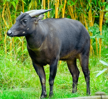 anoa-2616191