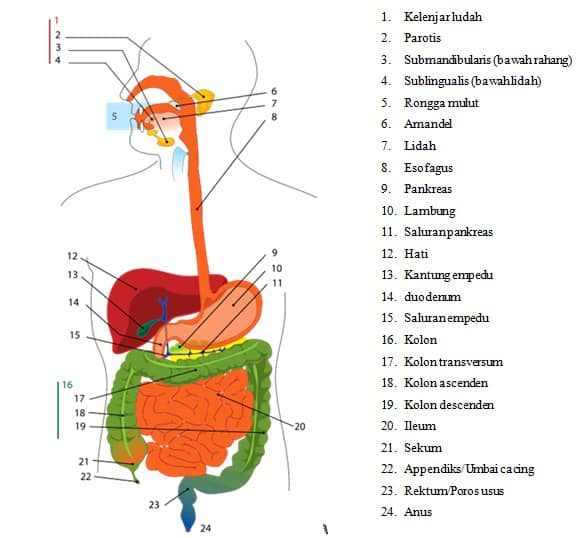 bagian-sistem-pencernaan-pada-manusia-6956167