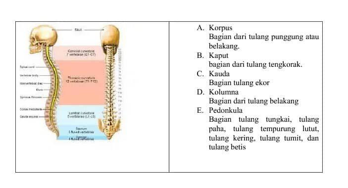 bagian-struktur-tulang1-6684164