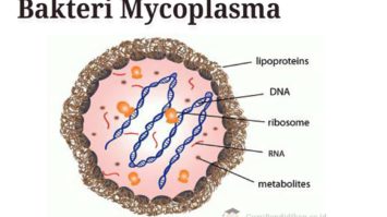 bakteri-mycoplasma-7521887-6268222-jpg