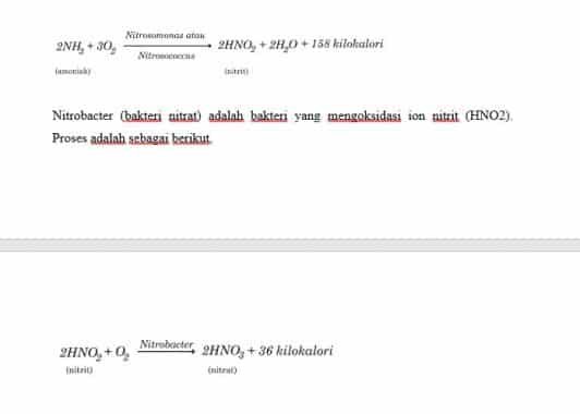 bakteri-nitrifikasi-2332330