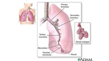 bronkiolus-4810879-9788543-jpg