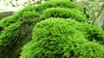 bryophyta-6620679-1548738-png