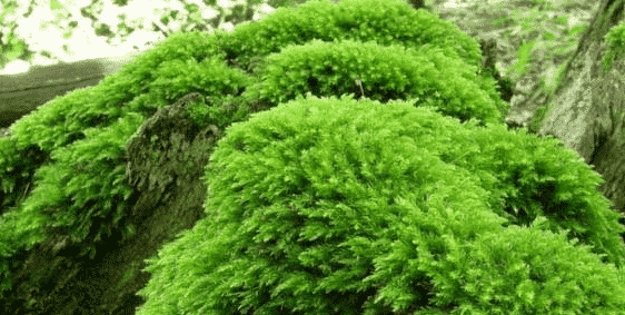 bryophyta-6620679-1548738-png