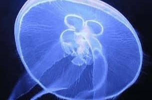 colentera-2145324-4865859-jpg