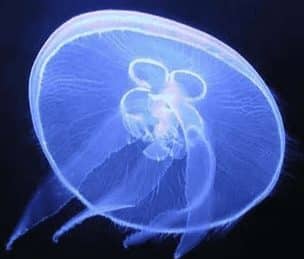 colentera-2145324-4865859-jpg