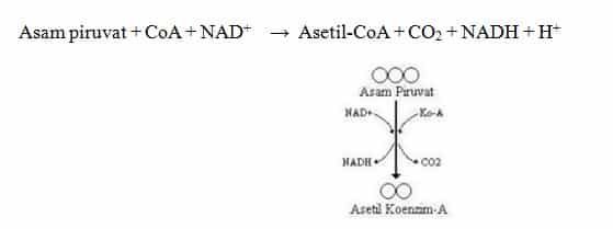 dekarboksilasi-oksidatif-piruvat-2073882