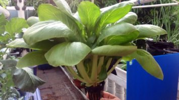 etiolasi-adalah-7539099-1257455-jpg