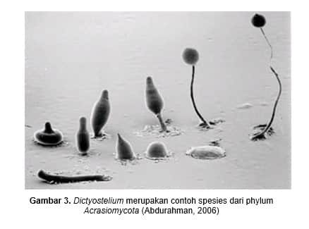 gambar-acrasiomycota-2980453