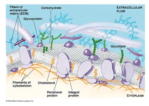 gambar-kelas-rhizopoda-8595420