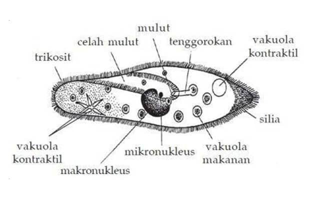 gambar-protista-mirip-hewan-8704441