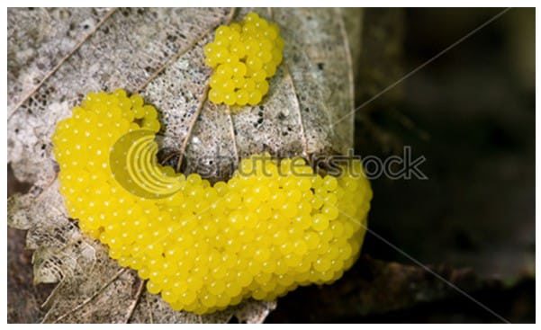 gambar-protista-mirip-jamur-8888145