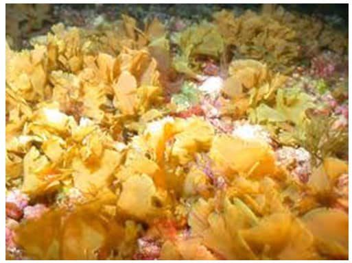 gambar-protista-mirip-tumbuhan-2506902