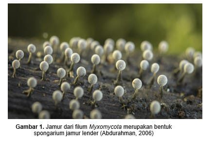 gambar-jamur-lendir-3561312