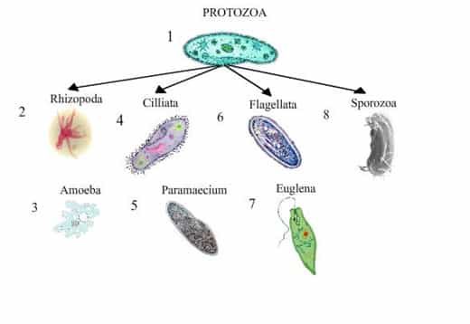 gambar-protozoa-1891615