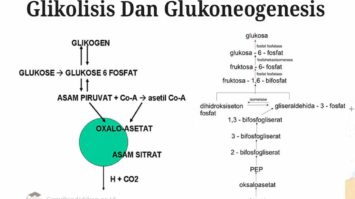 glikolisis-dan-glukoneogenesis-8771248-5691255-jpg