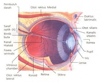 indra-penglihat-3416622