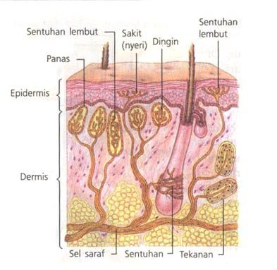 indra-peraba-dan-perasa-3587743
