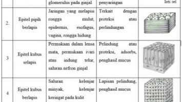 jaringan-hewan-8471006-1630088-jpg