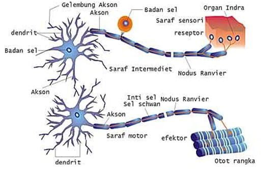 jaringan-saraf-9085398