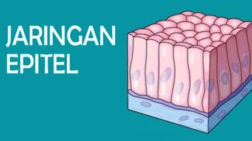 jaringanepitel-1220146-6243951-jpg