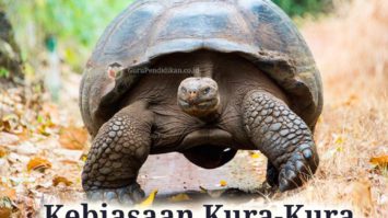 kebiasaan-kura-kura-1160012-1039134-jpg