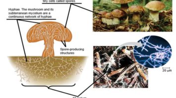 kingdom-fungi-5008772-3957680-jpg