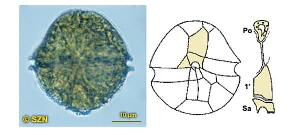 klasifikasi-dinoflagellata-8888203