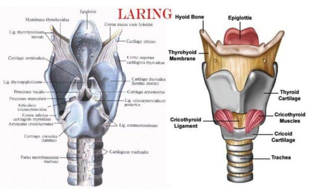 laring-8983456