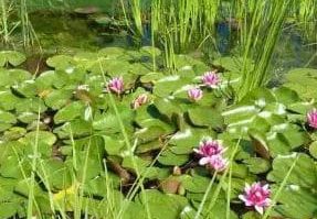 manfaat-tumbuhan-8654629-6729305-jpg