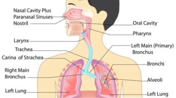organ-organ-sistem-pernapasan-manusia-7636362-9869308-jpg