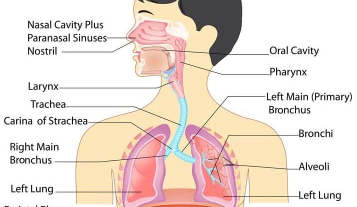 organ-organ-sistem-pernapasan-manusia-7636362-9869308-jpg