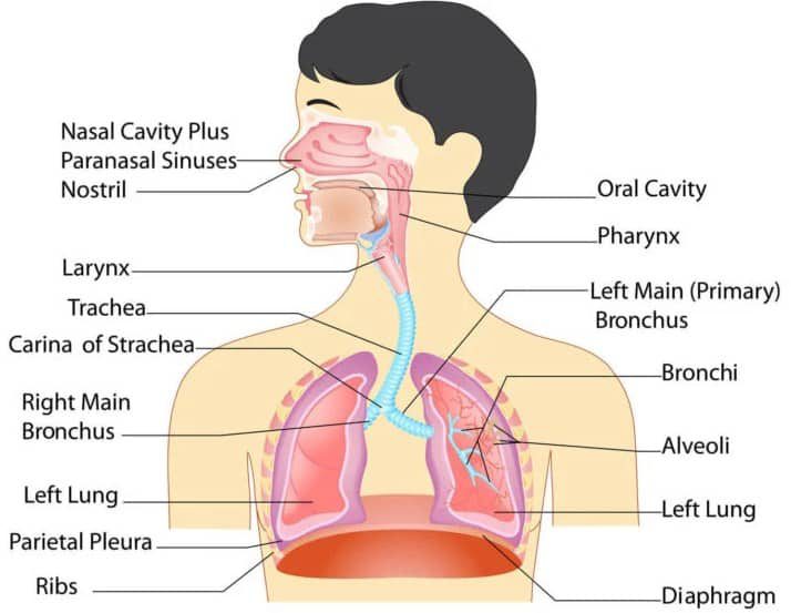 organ-organ-sistem-pernapasan-manusia-7669265