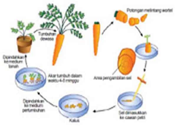 pembentukan-totipotensi-2031153