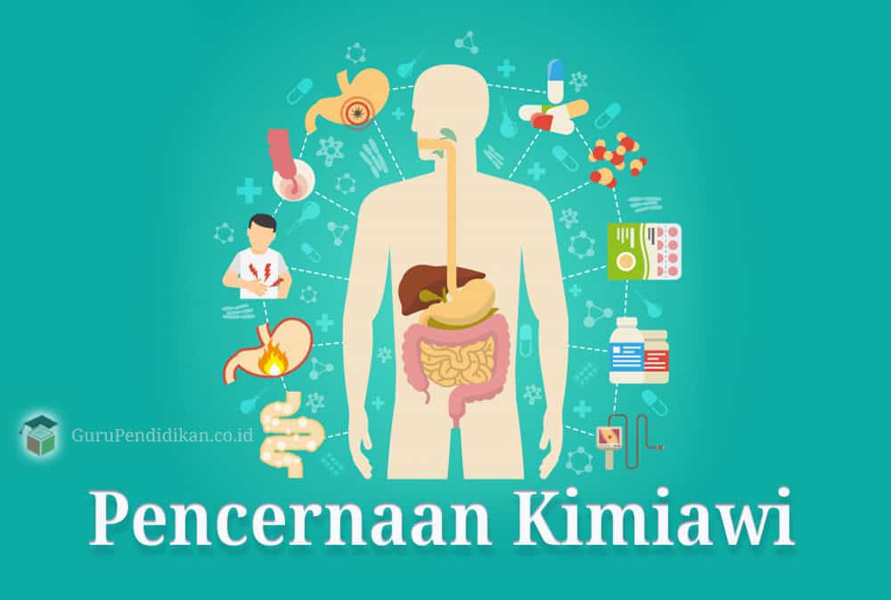 pencernaan-kimiawi-1311321