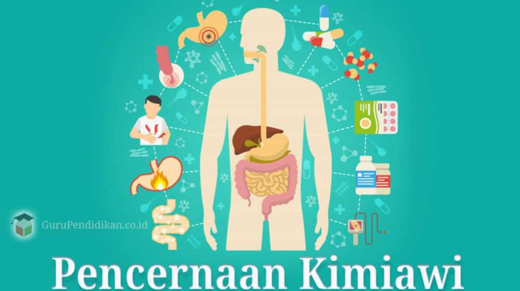 pencernaan-kimiawi-5154240-8775001-jpg