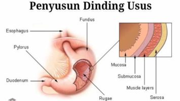 penyusun-dinding-usus-4048683-4824979-jpg