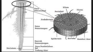 pertumbuhan-primer-3387466-4643243-jpg
