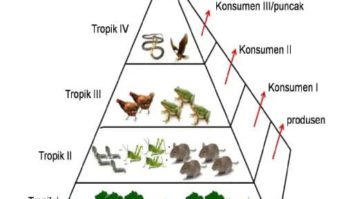 piramida-makanan-6965339-9010849-jpg