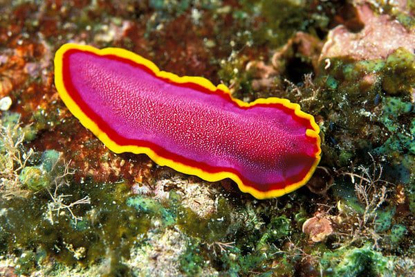 platyhelminthes-7071927
