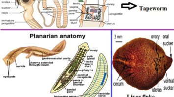 platyhelminthes-9697881-5232463-jpg