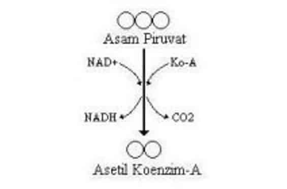 proses-dekarboksilasi-oksidatif-piruvat-9926283