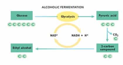 proses-fermentasi-alkohol-8078693