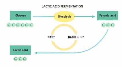 proses-fermentasi-asam-laktat-3503715