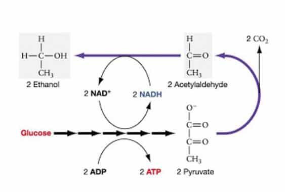 proses-fermentasi-etanol-4121280