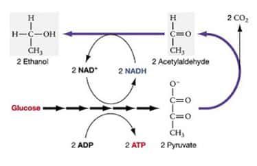 proses-fermentasi-etanol-5814301