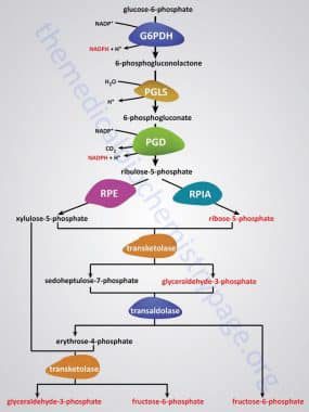 proses-jalur-pentosa-fosfat-7097085
