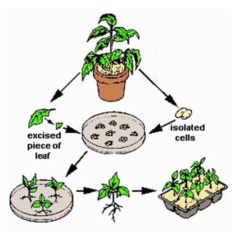 proses-kultur-jaringan-4132569